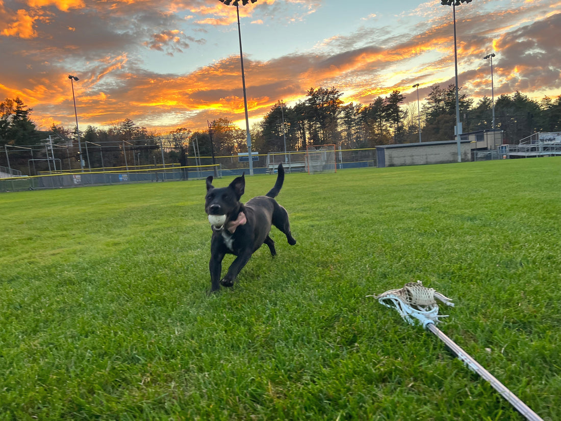 Dog Exercise: The Ultimate Guide to Tailor Activity for Every Breed, Age, and Personality