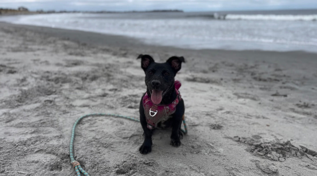 Dog-Friendly Beaches in NH: A Complete Guide 2025