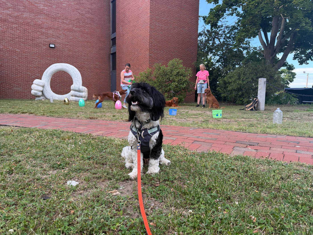 Real World Dog Agility - Novice Parkour Title | K9 Adventure Club Training