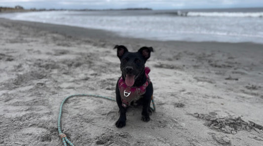 Dog-Friendly Beaches in NH: A Complete Guide 2026